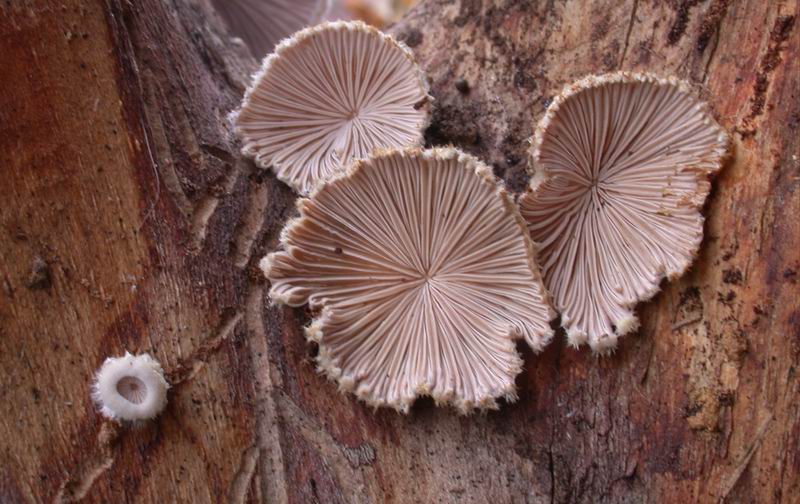 Primi ritrovamenti..... (Schizophyllum commune)